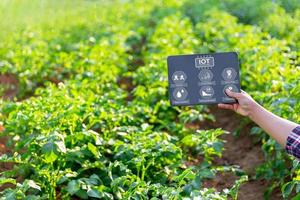 une femme agriculteur avec numérique tablette sur une Patate champ. intelligent agriculture et précision agriculture 4.0. moderne agricole La technologie et Les données la gestion à industrie cultiver. photo