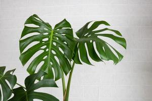 feuilles de le monstera usine, Souligné sur une blanc Contexte photo