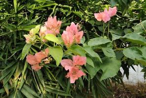 fleurs cette brillant votre journée photo