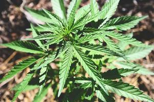 feuilles de marijuana - arbre de plante de cannabis poussant en pot sur fond vert nature, feuille de chanvre pour extraire les soins médicaux naturels photo
