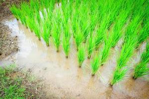 plantation riz sur pluvieux saison asiatique agriculture - le agriculteur plantation sur le biologique paddy riz les terres agricoles photo