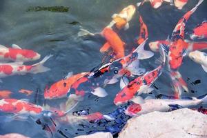 coloré fantaisie koi poisson sur le surface l'eau magnifique poisson carpe nager dans le étang jardin prendre plaisir alimentation flottant photo