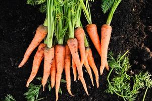 carotte au sol , carottes fraîches poussant dans le champ de carottes le légume pousse dans le jardin dans le sol ferme biologique récolte produit agricole nature photo