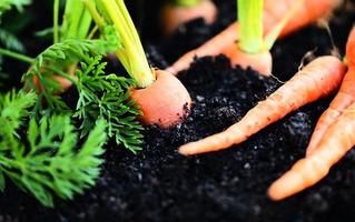 carottes poussant dans le sol ferme biologique carotte au sol , carottes fraîches poussant dans le champ de carottes légumes pousse dans le jardin récolte produit agricole nature photo