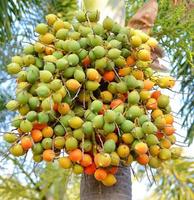 bétel paume fruit ou bétel écrou sur arbre dans le jardin photo