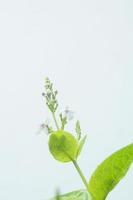 blanc fleurs Floraison sur une blanc Contexte photo