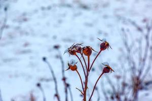 neige couvert rouge rose musquée baies sur une buisson dans l'hiver. sauvage Rose les hanches Rosa aciculaire. hiver baies. la nature Contexte. photo