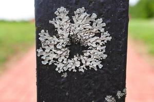 magnifique bouclier vert lichen mousse croissance dans flocon de neige ou étoile forme sur noir le fer clôture bar près route avec vert herbe bokeh photo