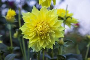 magnifique épanouissement Jaune dahlia fleur dans le jardin arbre photo