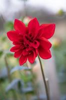 magnifique épanouissement coloré dahlia fleur dans le jardin arbre photo