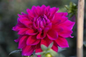 magnifique épanouissement rose dahlia fleur dans le jardin arbre fermer concentrer photo