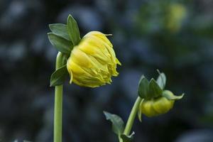 magnifique Jaune dahlia fleur bourgeon avec une floue Contexte dans le jardin arbre photo