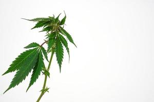 feuille de cannabis fraîche ou marijuana sur fond blanc. nature, concept de médecine et disposition d'un cadre en feuilles de cannabis. photo