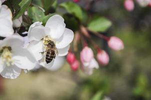 une abeille arrêté sur une blanc fleur rassemblement mon chéri photo