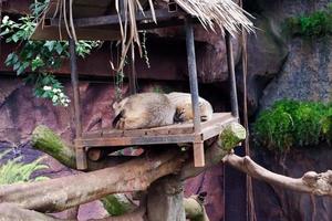 sélectif concentrer de Utah prairie chien cette est en train de dormir dans ses cage. photo