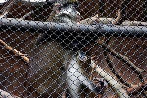 sélectif concentrer de bleu singes qui sont allaitement maternel leur petits dans leur cages. photo