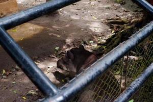 sélectif concentrer de lamas qui sont séance dans leur des cages tandis que prise abri. photo