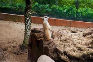 sélectif concentrer de suricate cette est dans le sien cage. photo