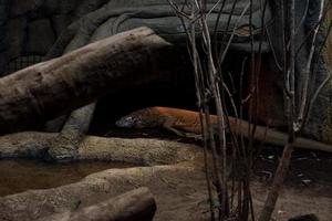 sélectif concentrer de Komodo dragons dans une endroit avec beaucoup de des arbres et sombre. photo