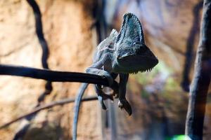 une floue iguane est perché sur une arbre. photo