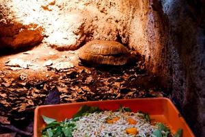 sélectif concentrer de kinixys belliana tortue perché dans une foncé cage illuminé avec lumières. photo