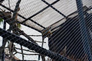 sélectif concentrer de le gros nez d'or singe balançant dans le sien cage. photo