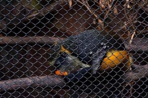 sélectif concentrer de douc rouge tordu qui est en mangeant carottes dans le sien cage. photo