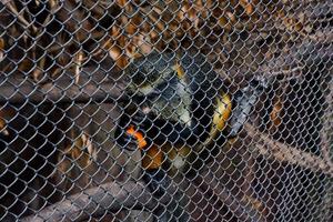 sélectif concentrer de douc rouge tordu qui est en mangeant carottes dans le sien cage. photo