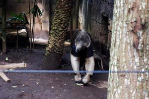 sélectif concentrer de fourmilier qui est à la recherche pour fourmis dans le sien cage à manger. photo