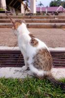 duveteux minou à la recherche mignonne Jeune longue cheveux calicot ou torbie chat Extérieur tirer photo