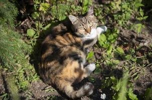 une tricolore rue Pointé chat mensonges dans le herbe et regards dans le caméra avec Jaune yeux. photo