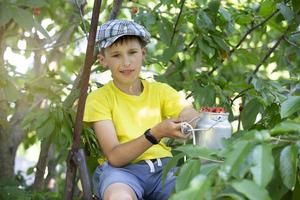 l'enfant cueille des cerises dans le jardin. petit garçon déchire la cerise douce d'un arbre dans le jardin. mise au point sélective. photo