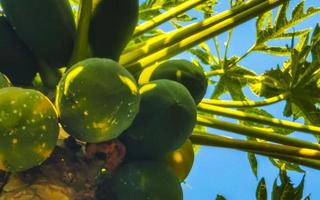 beau papayer dans la nature tropicale à puerto escondido mexique. photo