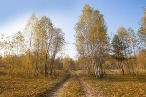 route dans le l'automne bouleau forêt contre le bleu ciel. photo