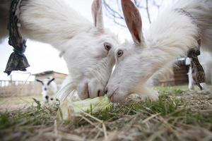 deux Jeune chèvre avec se battre il en dehors avec leur diriger. chèvres lutte. photo