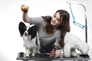 Jeune professionnel toiletteur avec animaux domestiques. elle est posant avec un instrument. papillon et bichon chien avec coiffeur fille. photo