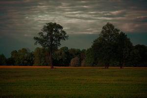 le Contexte est Naturel avec des arbres et herbe en dessous de une foncé nuageux ciel. foncé la nature Contexte. photo