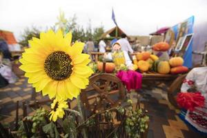 Jaune grand tournesol sur le Contexte de une flou agricole équitable. photo