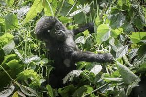 une bébé Montagne gorille pièces dans une arbre dans Ouganda. photo