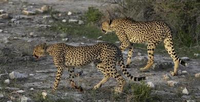 deux guépards après une réussi chasser dans etosha nationale parc. photo