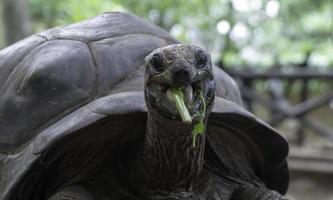 une tortue mange végétation sur tortue île près zanzibar. photo