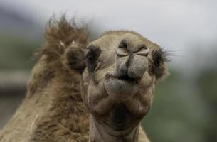 une chameau dans Afrique photo