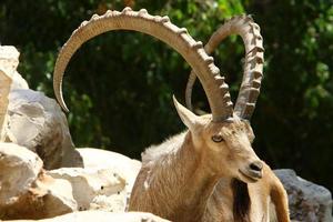 le Montagne chèvre vies dans une zoo dans Israël. photo