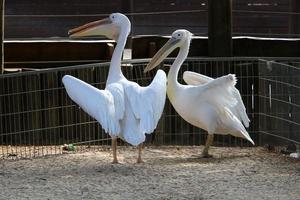 des oiseaux dans une enfants ville parc sur le rivage dans Israël. photo