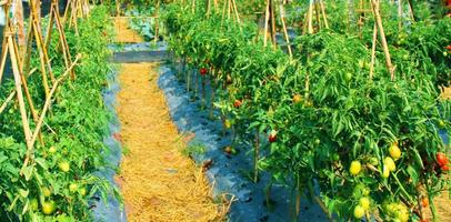 tomate biologique agriculture légume cultiver. concept de croissance biologique des légumes et santé aliments. photo