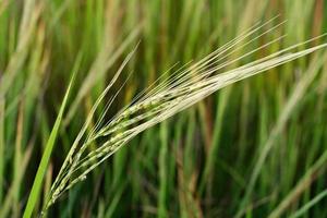 la floraison du riz dans les champs photo