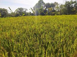 vert rizière magnifique la nature lancscape photo