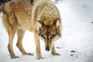 gris Loup dans le neige photo