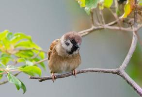 le eurasien arbre moineau photo