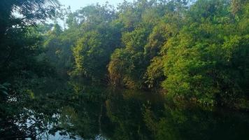 au bord de la rivière avec ombragé les plantes photo